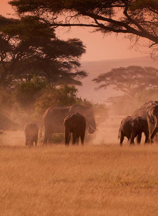 Grand Kenya Safari Tour