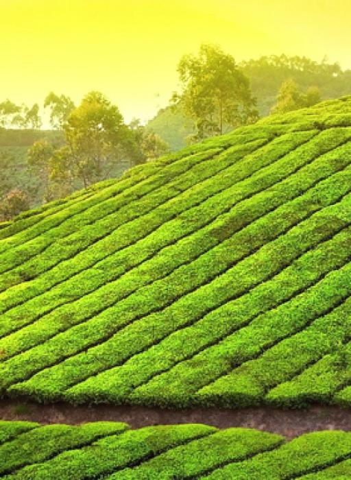 Munnar Tour Package | Orion Cruise and Holidays