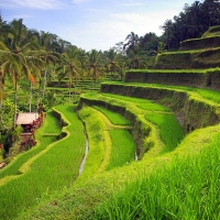 bali tour packages